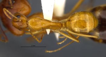 Media type: image;   Entomology 568522 Aspect: habitus dorsal view